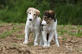 BARZOI 114